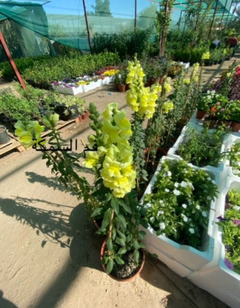 فم السمكة فم السمكة