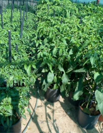 Chili pepper  Chili pepper