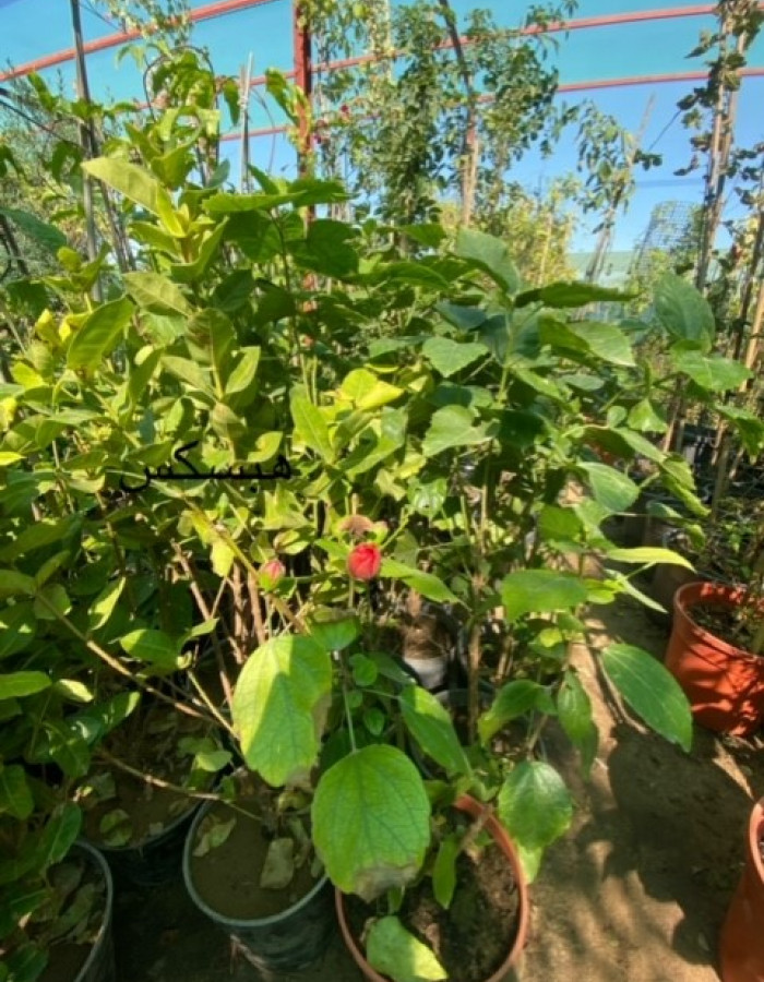 شتلات هبسكس شتلات هبسكس