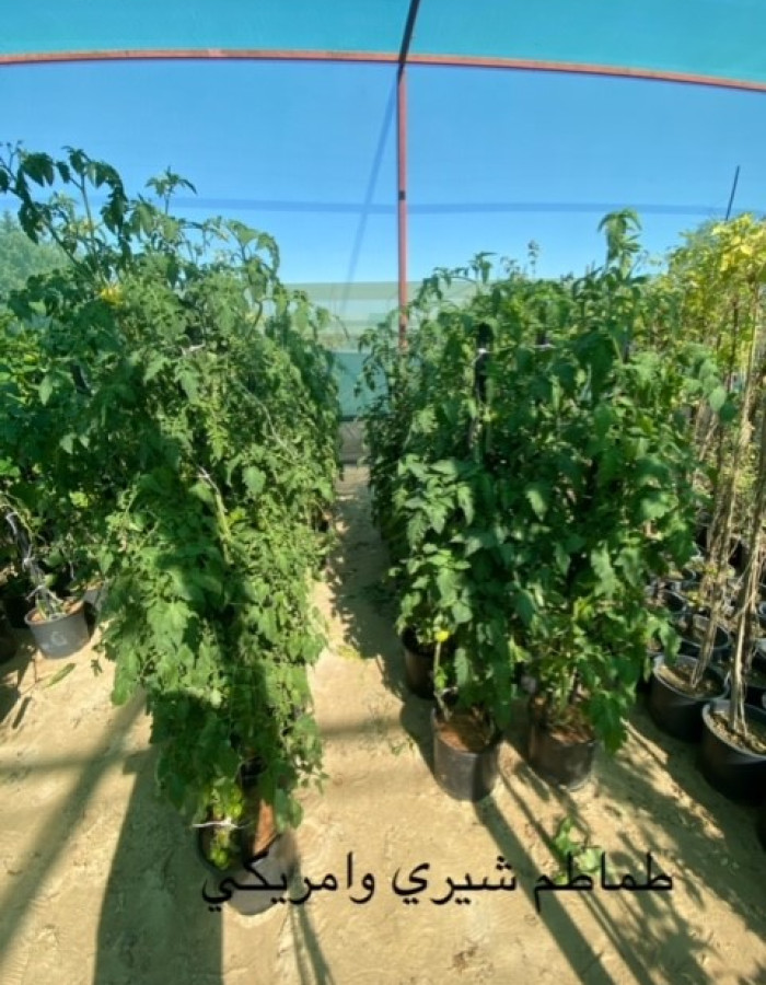 شتلات طماطم شتلات طماطم