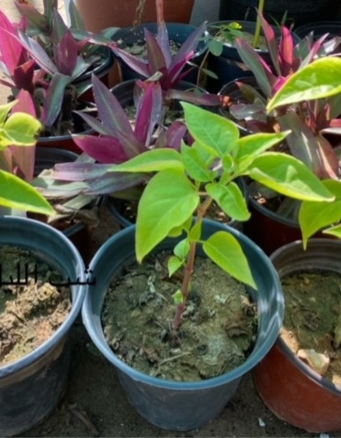 شب الليل شب الليل