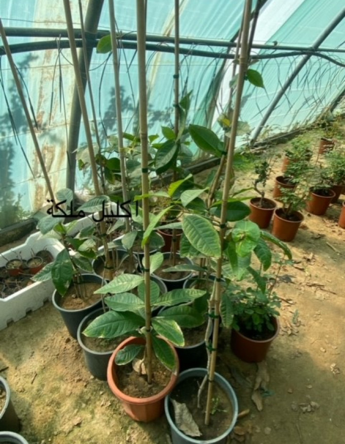 اكليل الملكة اكليل الملكة