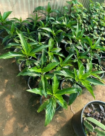 شجرة النوني شجرة النوني