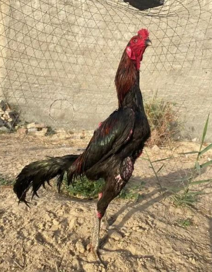 ديك تايلندي للبيع