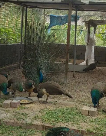 Peacock for sale