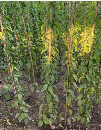 Flaming glorybower seedlings