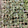 Vegetable seedlings
