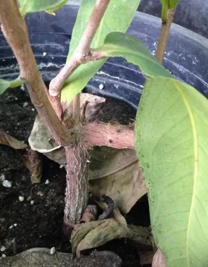 شتلات تفاح ورد