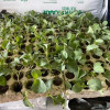 Vegetable seedlings