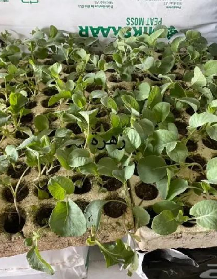 Vegetable seedlings