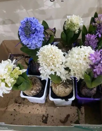 Hyacinthus