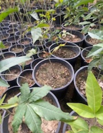 White Sapote Seedling