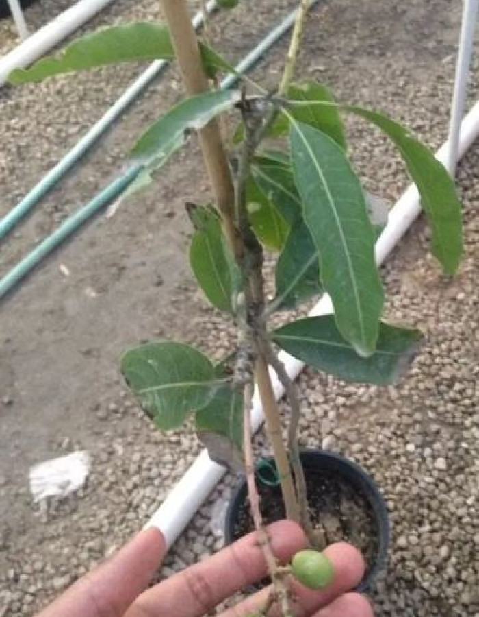 شتلات مانجو للبيع 