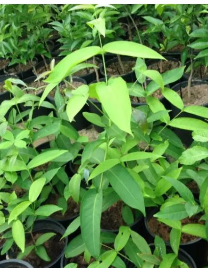 شتلات تفاح ورد