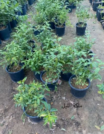 Night-blooming jasmine