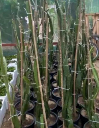 Yellow Dragon Fruit Seedlings