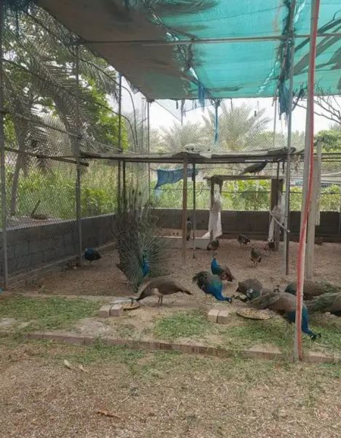 طاووس للبيع