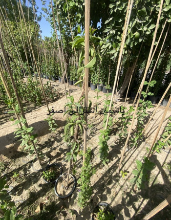 Winter Jasmine Plant
