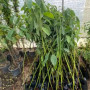 Avocado Seedlings