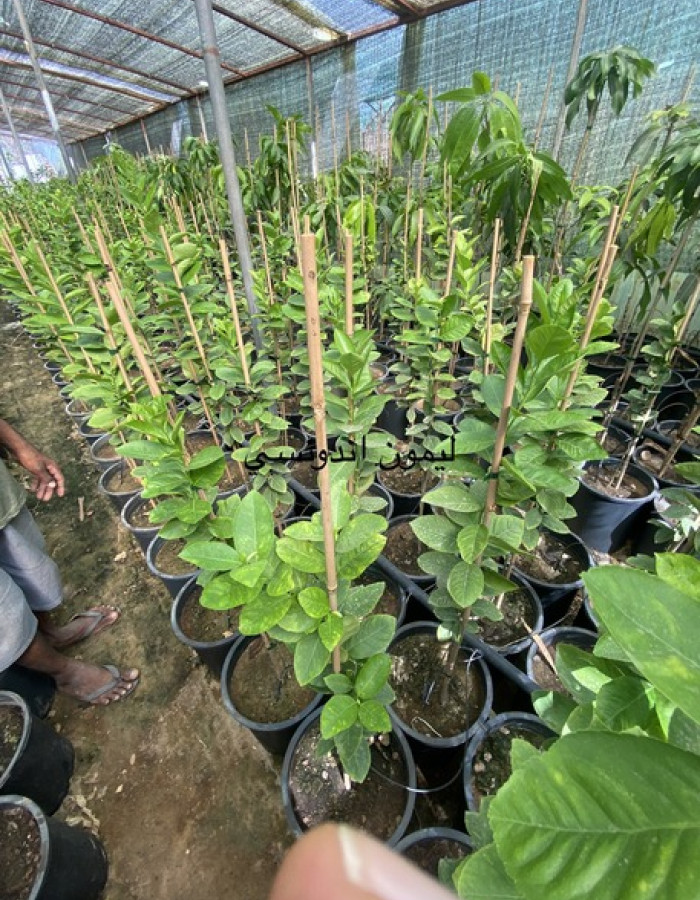 شتلة ليمون اندونيسي  شتلة ليمون اندونيسي