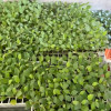 Vegetable seedlings