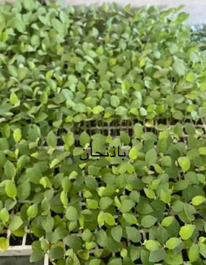 Vegetable seedlings
