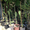 Prickly pear seedlings for sale