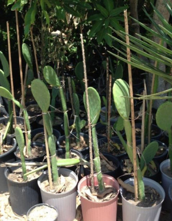 Prickly pear seedlings for sale
