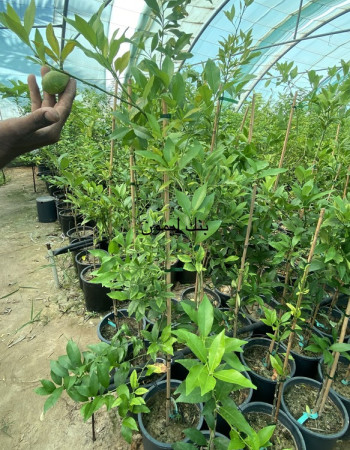 Pink Lemon Tree Pink Lemon Tree