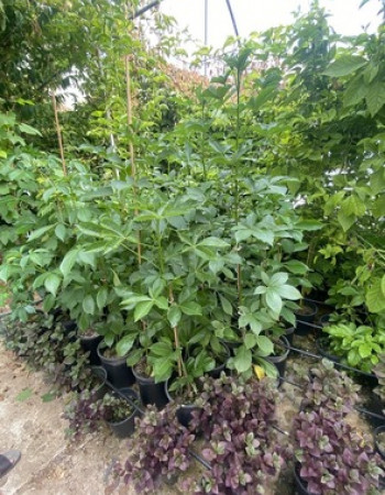 شتلة تبلدي  شتلة تبلدي