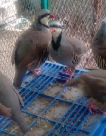Chukar Partridge Pair For Sale