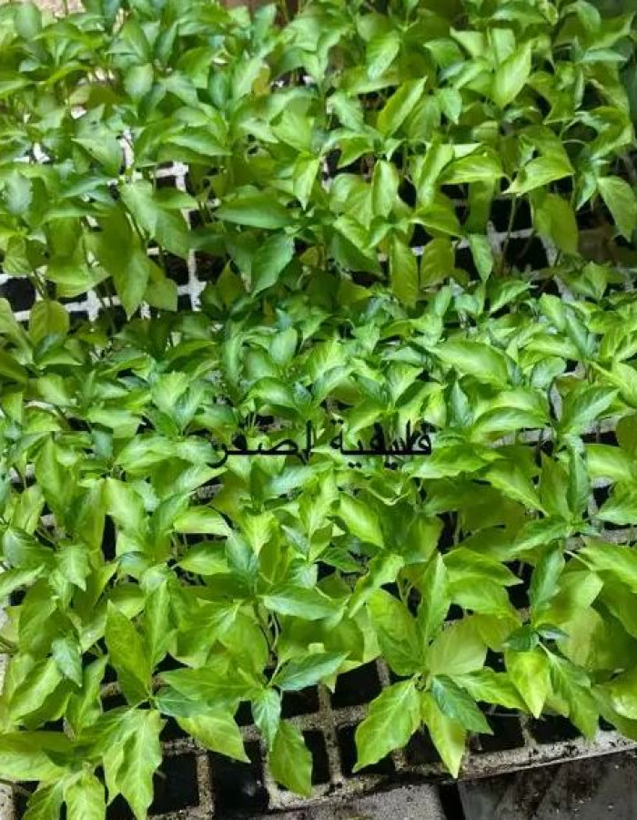 Vegetable seedlings