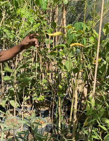 شتلة زنزلخت  شتلة زنزلخت