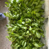 Vegetable seedlings