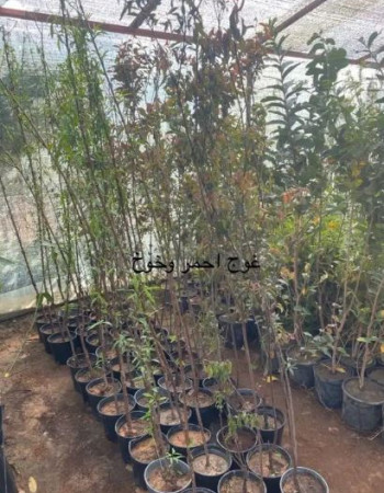 شتلات خوخ فلوريدا 