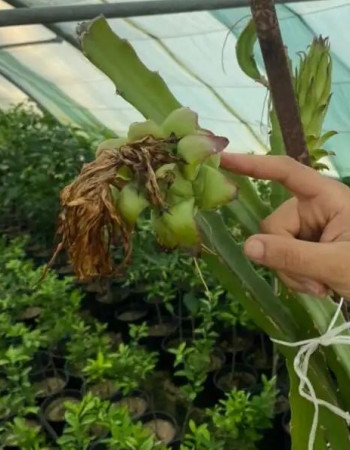 Red Dragon Fruit Seedlings