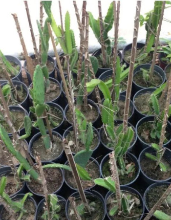Red Dragon Fruit Seedlings