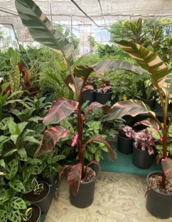 شتلات موز الدم شتلات موز الدم