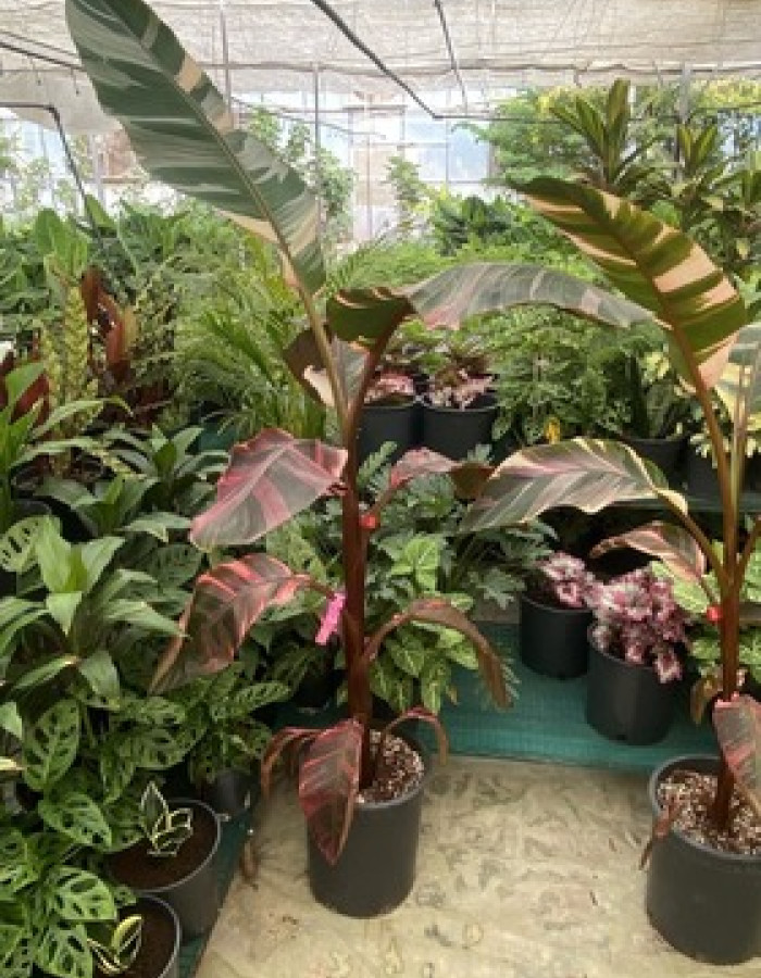 شتلات موز الدم شتلات موز الدم