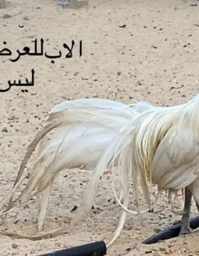 ديك فونكس للبيع