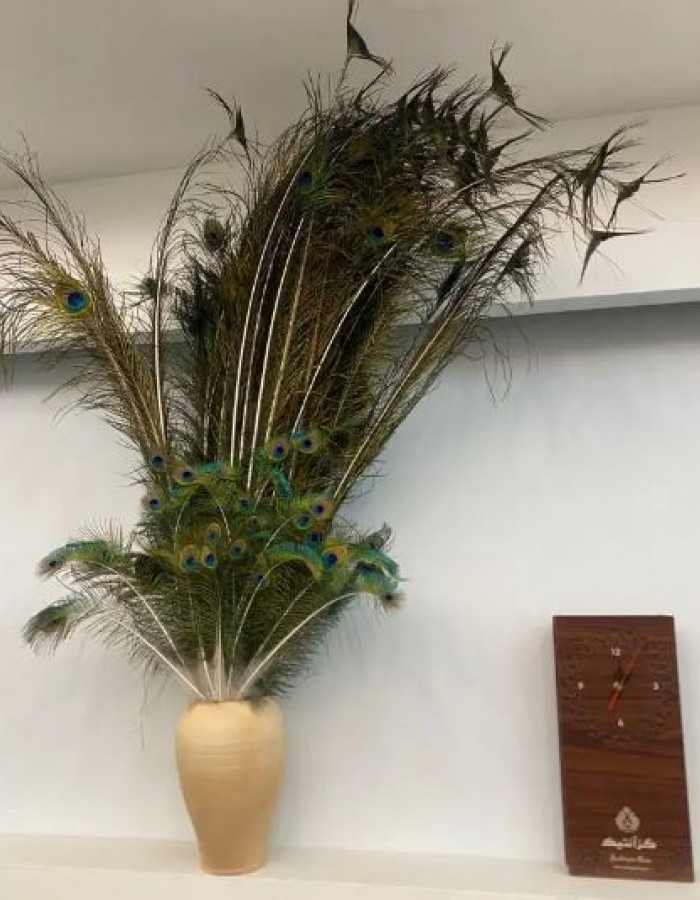 ريش طاووس للبيع