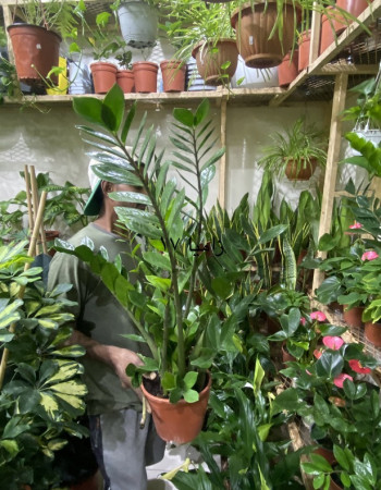 شتلات زاميا شتلات زاميا