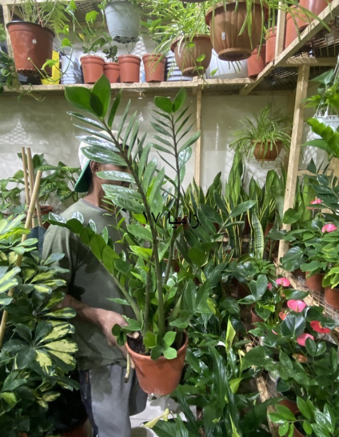 شتلات زاميا شتلات زاميا