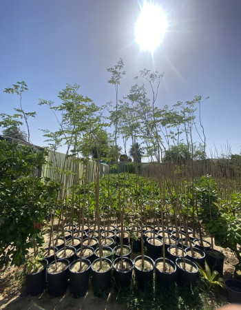 ملنجتونيا  ملنجتونيا