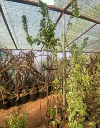 شتلات سفرجل 