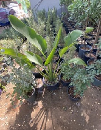 Ravenala Madagascariensis Seedling 