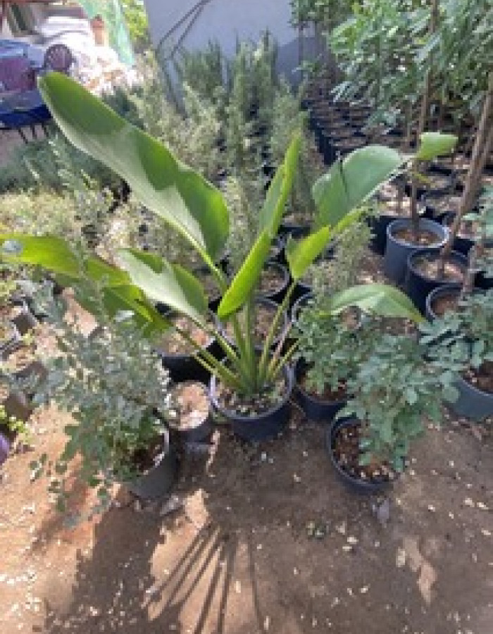 شتلة موز كذاب 