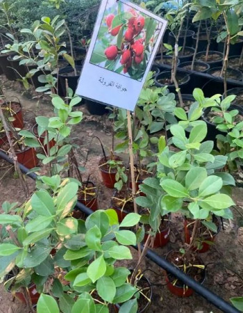  شتلات جوافة  فراولة 