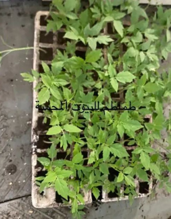 Vegetable seedlings