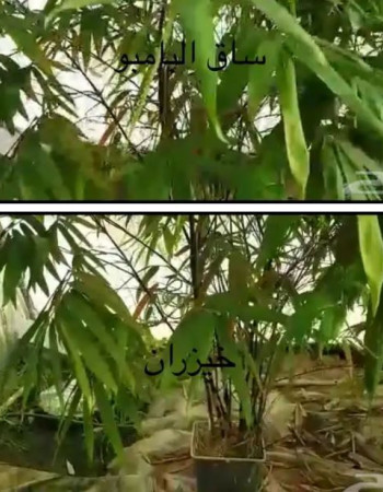 شتلة خيزران او بامبو للبيع